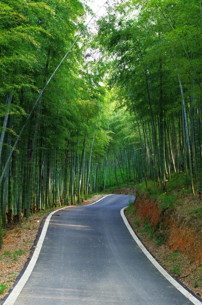 bamboo, spring, feeling, nature, mountain road, bamboo, bamboo, bamboo, bamboo, bamboo, feeling, feeling